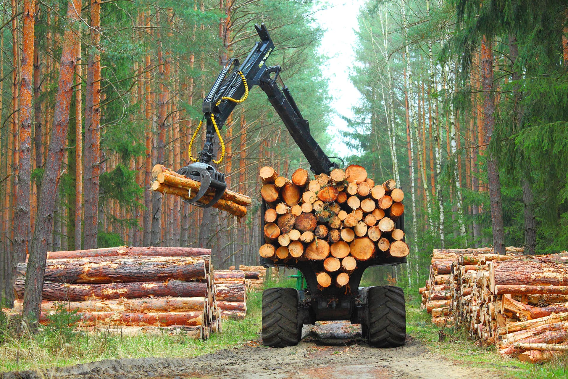 Skogsbrukare Henrik lastar timmer i skogen